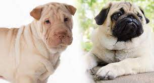 Furrybabies has ori pei puppies for sale! Ori Pei A Complete Guide To The Pug Shar Pei Mix