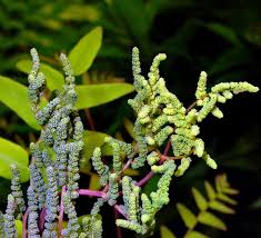 Image result for Osmunda regalis