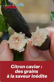 Yuzu Citron Caviar Cedrat Et Combava Des Agrumes Aux Saveurs Inedites Citron Caviar Combava Citron