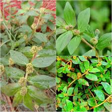 Image result for Melasma calycinum