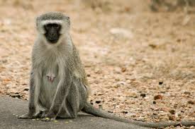 Image result for Polysphaeria lanceolata