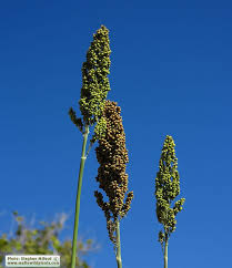 Image result for Sorghum versicolor