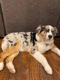 Shaving Double Coats – Brooke'S Dog Grooming
