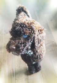 Black And Tan Labradoodle Chocolate Labradoodle With Blue Eyes Love Love Love Chocolate Labradoodle Labradoodle Pup