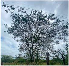 Image result for Schinopsis