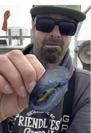 Conociendo al Mola Mola: El pez más amigable del mar