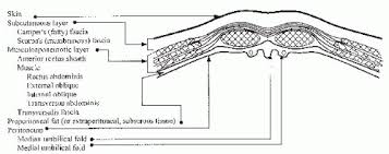 Some biologists believe that the development of the human hand lead indirectly to the development of. Anatomy Of The Female Pelvis Obgyn Key