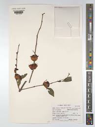 Image result for Oliverella