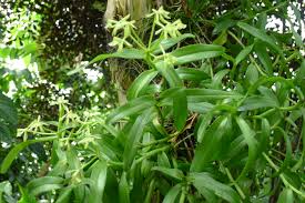 Image result for Epidendrum