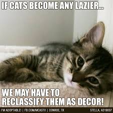 Pin By Mcas Pets On Adopted Mcas Funnies Funny Cat Photos Funny Cat Memes Funny Animals With Captions