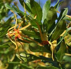 Image result for Strophanthus
