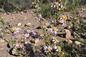 Image result for Felicia filifolia