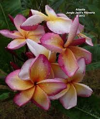 Jungle Jacks Plumeria For Tropical Flowers Flower Pot Design Plumeria Plumeria Flowers