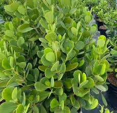 Image result for Clutia robusta