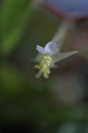 Image result for Begonia rostrata