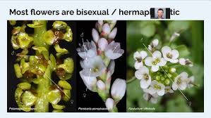 Image result for Launaea rarifolia