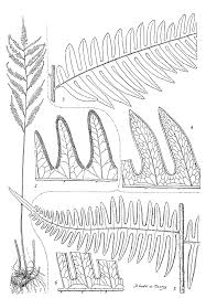 Image result for Pteris atrovirens