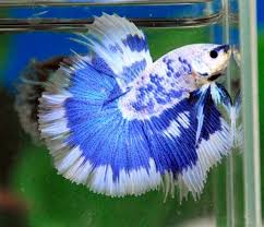 Blue And White Bettas White Blue Dragon Hm Betta Fish Betta Fish