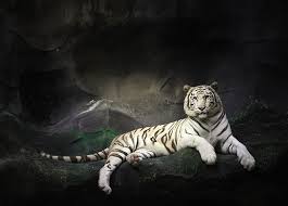 Marcon Lab On Instagram Aksini Hissetsek Bile Guclu Oldugumuzu Dusunmek Beynimize Kortizol Seviyesini Dusurmesi Icin Kom Tiger Pictures Tiger Images Animals