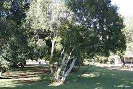 Image result for Heteropyxis natalensis