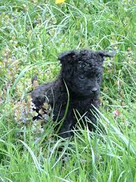 Croatian Sheepdog Canis Pastoralis Croaticus Dog Breed With Curly Hair Looks Like A Cute Sheep Croatia Shepherd Dog Breeds Dog Breeds Croatian Sheepdog