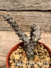 Image result for Ceropegia gracilior