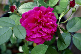 There are other insects to be wary of, but these two are the major pests you will have to deal with. Tips For Combatting Common Rose Problems Hgtv