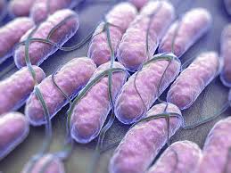 Salmonella infection (salmonellosis) is a common bacterial disease that affects the intestinal tract. What To Know About Salmonella After Recent Outbreaks Have Made Hundreds Ill Abc News