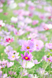 A Field Of Cosmos Cosmos Flowers Flowers Cosmos