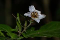 Image result for Mimulopsis excellens