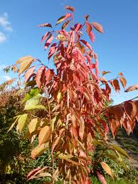 Spring 2022, while stocks last. 5ft Fragrant Cloud Cherry Blossom Tree 9l Pot 47 99