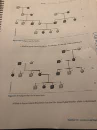 Human pedigree genetics bio lab answers. Pedigree Chart For Freckles Objektiv