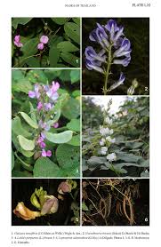 Image result for Galactia striata