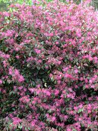 Many flowering bushes, from low shrubs to towering climbing vines, have purple blossoms. Spring Blooming Shrubs In My Garden In North Carolina Heart Of A Southern Woman