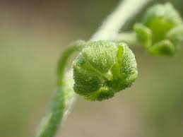 Image result for Cynoglossum coeruleum