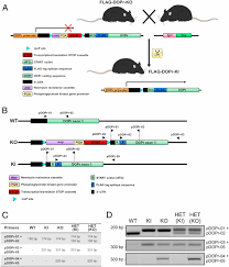 Are g proteins found only in animal cells. In Vivo Mapping Of A Gpcr Interactome Using Knockin Mice Pnas