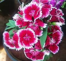 Image result for Dianthus