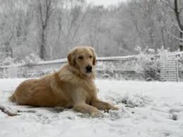 Maybe you would like to learn more about one of these? 9 Best Golden Retriever Breeders In Tennessee 2021 We Love Doodles