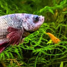 Never Put The Shrimps In Betta Tank It Will Kill Them All In 2020 Betta Fish Types Betta Fish Tank Betta Fish