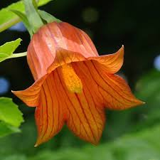 Image result for Canarina