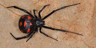Most dangerous animals in illinois. 5 Of The Most Dangerous Illinois Animals When In Your State