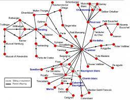 Wine Grape Family Tree Shows Huge Untapped Potential For Cross Breeding Grapes Family Tree Wine