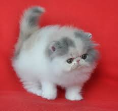 Bisa dikatakan bahwa kucing persia jenis peaknose ini lebih. Jual Kucing Persia Peaknose Kwalis Di Lapak Asdafag Bukalapak