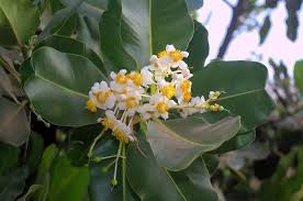 Image result for Calophyllum inophyllum