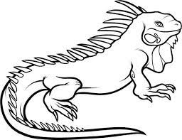 All kids like to play with their sisters and brothers and do fun stuff. Large Male Dominant Iguana Coloring Page Download Print Online Coloring Pages For Free Color Nimbus Coloring Pages Animal Coloring Pages Iguana