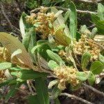 Image result for Ozoroa