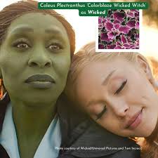 DidYouKnow that Giant cane, Missouri's native bamboo, is culturally  significant for a number of indigenous tribes? Learn more about Missouri's  native bamboo population in this new Discover + Share blog post! Click