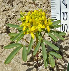 Image result for Cleome maculata