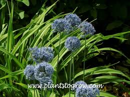 Image result for Alliaceae