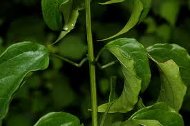 Image result for Clerodendrum pleiosciadium